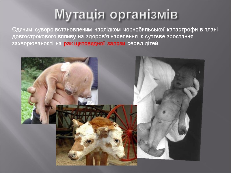 Мутація організмів Єдиним суворо встановленим наслідком чорнобильської катастрофи в плані довгострокового впливу на здоров'я